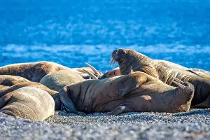 Ocean Albatros Prints: visiting a colony with walruses at Torellneset on Nordaustlandet on Svalbard, Norway