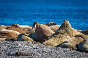 Ocean Albatros Prints: visiting a colony with walruses at Torellneset on Nordaustlandet on Svalbard, Norway