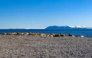 Ocean Albatros Prints: visiting a colony with walruses at Torellneset on Nordaustlandet on Svalbard, Norway