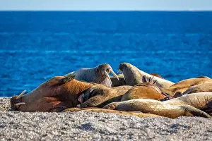Ocean Albatros Prints: visiting a colony with walruses at Torellneset on Nordaustlandet on Svalbard, Norway