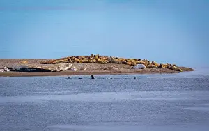 Ocean Albatros Prints: visiting a colony with walruses at Torellneset on Nordaustlandet on Svalbard, Norway