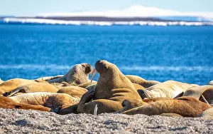 Ocean Albatros Prints: visiting a colony with walruses at Torellneset on Nordaustlandet on Svalbard, Norway