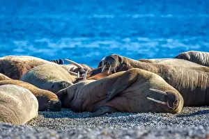 Ocean Albatros Prints: visiting a colony with walruses at Torellneset on Nordaustlandet on Svalbard, Norway