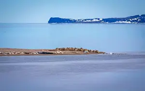 Spitzbergen Prints: visiting a colony with walruses at Torellneset on Nordaustlandet on Svalbard, Norway