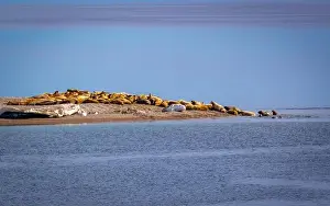 Spitzbergen Prints: visiting a colony with walruses at Torellneset on Nordaustlandet on Svalbard, Norway