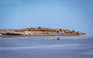 Spitzbergen Prints: visiting a colony with walruses at Torellneset on Nordaustlandet on Svalbard, Norway
