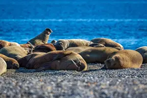 Spitzbergen Prints: visiting a colony with walruses at Torellneset on Nordaustlandet on Svalbard, Norway