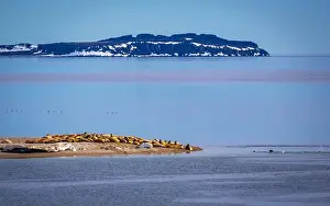 Spitzbergen Prints: visiting a colony with walruses at Torellneset on Nordaustlandet on Svalbard, Norway