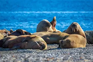 Spitzbergen Prints: visiting a colony with walruses at Torellneset on Nordaustlandet on Svalbard, Norway