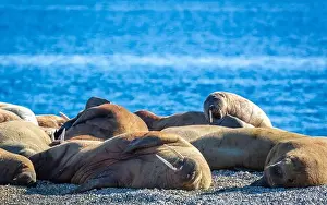 Spitzbergen Prints: visiting a colony with walruses at Torellneset on Nordaustlandet on Svalbard, Norway