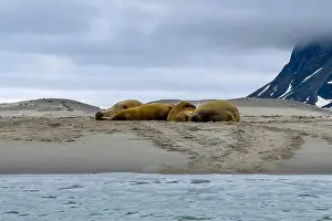 Tusks Prints: Visiting a small walrus colony in the Arctic at the Hamiltonbukta on Spitsbergen