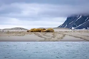 Tusks Prints: Visiting a small walrus colony in the Arctic at the Hamiltonbukta on Spitsbergen