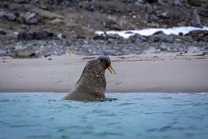 Tusks Prints: Visiting a small walrus colony in the Arctic at the Hamiltonbukta on Spitsbergen