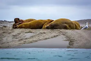 Tusks Prints: Visiting a small walrus colony in the Arctic at the Hamiltonbukta on Spitsbergen