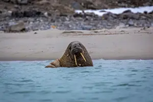 Tusks Prints: Visiting a small walrus colony in the Arctic at the Hamiltonbukta on Spitsbergen
