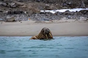 Tusks Prints: Visiting a small walrus colony in the Arctic at the Hamiltonbukta on Spitsbergen