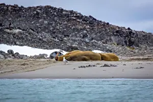 Tusks Prints: Visiting a small walrus colony in the Arctic at the Hamiltonbukta on Spitsbergen