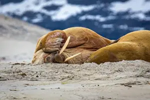 Tusks Prints: Visiting a small walrus colony in the Arctic at the Hamiltonbukta on Spitsbergen