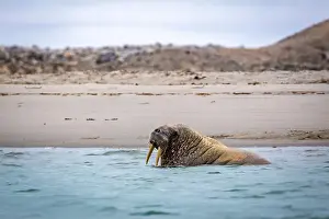 Tusks Prints: Visiting a small walrus colony in the Arctic at the Hamiltonbukta on Spitsbergen