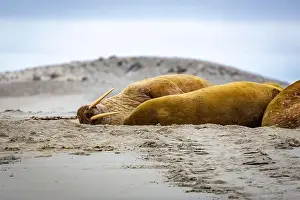Tusks Prints: Visiting a small walrus colony in the Arctic at the Hamiltonbukta on Spitsbergen