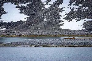 Tusks Prints: Visiting a small walrus colony in the Arctic at the Hamiltonbukta on Spitsbergen