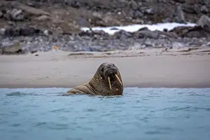 Tusks Prints: Visiting a small walrus colony in the Arctic at the Hamiltonbukta on Spitsbergen
