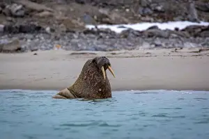 Spitzbergen Prints: Visiting a small walrus colony in the Arctic at the Hamiltonbukta on Spitsbergen