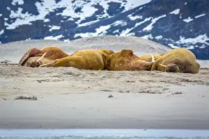 Spitzbergen Prints: Visiting a small walrus colony in the Arctic at the Hamiltonbukta on Spitsbergen