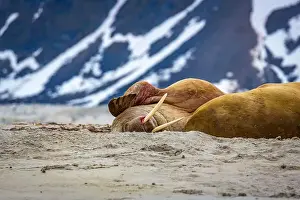 Spitzbergen Prints: Visiting a small walrus colony in the Arctic at the Hamiltonbukta on Spitsbergen
