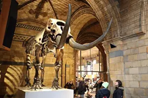 Natural History Museum Prints: Visitors study a woolly mammoth (Mammuthus primigenius) skeleton at the National History Museum