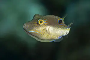 Seafloor Prints: A vivid Canthigaster rostrata, also known as the Sharpnose Puffer