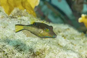Seafloor Prints: A vivid Canthigaster rostrata, also known as the Sharpnose Puffer