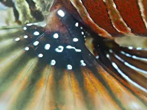 Sea Fish Prints: Vivid close-up of the colourful fin of a zebra lionfish (Dendrochirus zebra)