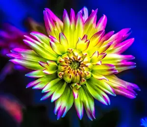 Surrealistic Prints: Vivid colored detailed macro flower portrait of an isolated single star-like flowering dahlia blossom in yellow