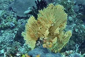Horn Corals Prints: Vivid fan-shaped Yellow gorgonian (Echinogorgia) in turquoise water