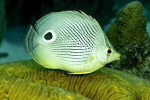 Sea Creature Prints: A vivid image capturing a Chaetodon capistratus