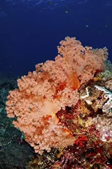 Orange Coloured Prints: Vivid orange tree coral (Dendronephthya) in the blue sea