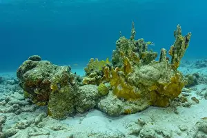 Acanthurus Prints: A vivid underwater view of a coral reef with Acanthurus chirurgus in its natural habitat off the coast of Bonaire