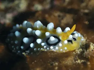 Underwater Worlds Prints: Vivid yellow nudibranch with white dots