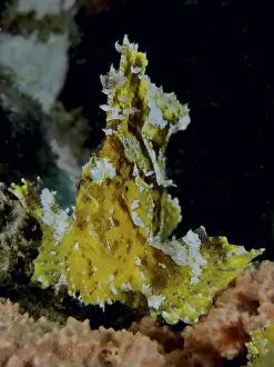 Scorpionfishes Prints: Vividly patterned yellow reef fish with white spots