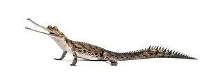 Young Animal Prints: side viw of a Young Fish-eating crocodile, Gavial, Gavialis gangeticus, isolated on white