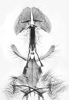 Arthropods Prints: Vlieg monddelen zuigorgaan refers to a part of an insect anatomy