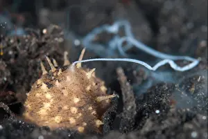 Echinoderm Prints: Volcano Sea Cucumber (Holothuria turriscelsa) adult
