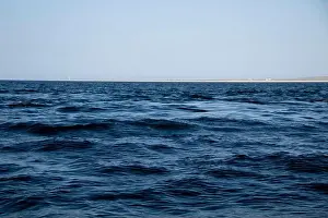 Baja California Sur Prints: A vortex caused by a school of Munk's Devil Rays aka Mobula Rays (Mobula munkiana)