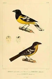 Tail Feathers Prints: Voyage dans l'Amérique Méridionale