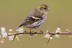 Vogel Prints: Vrouwtje Sijs op een tak; Female Eurasian Siskin perched on a branch