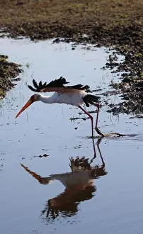 Botswana Prints: Wading birds in Botswana