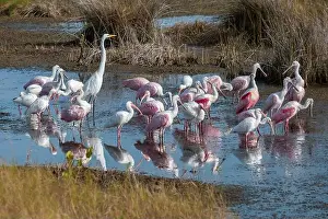 Wading Prints: Wading birds in marsh, Merritt Island National Wildlife Refuge, Florida