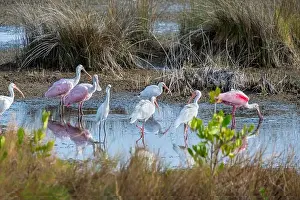 Wading Prints: Wading birds in marsh, Merritt Island National Wildlife Refuge, Florida