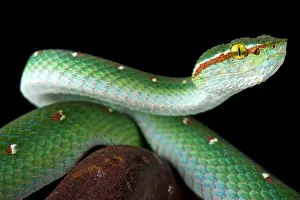 Tree Snake Prints: Wagler's tree viper (Tropidolaemus wagleri) male